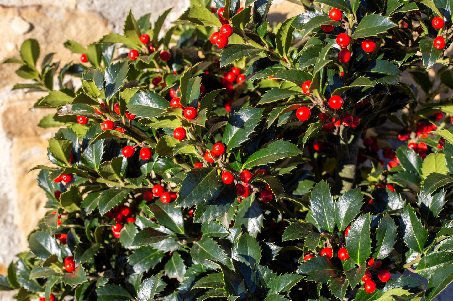 40 English Holly (Ilex Aquifolium) Seeds