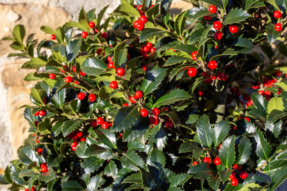 40 English Holly (Ilex Aquifolium) Seeds