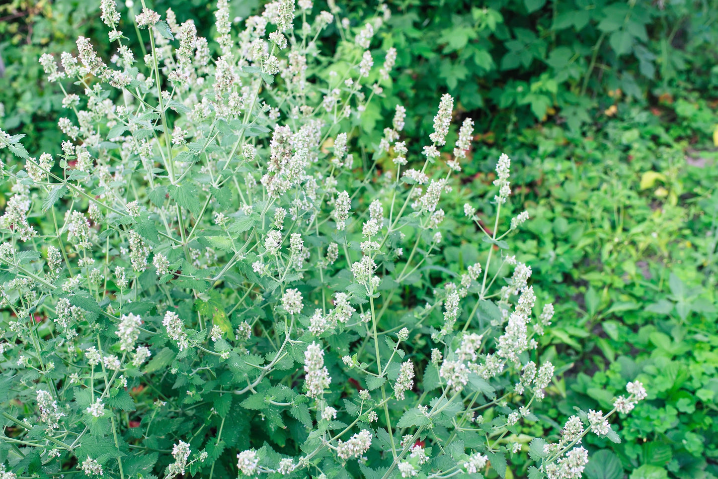 1500 Lemon Balm (Melissa Officinalis) Seeds