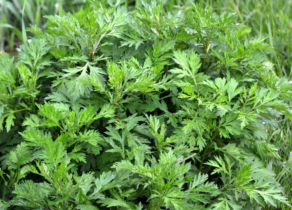 1000 Mugwort (Artemisia Vulgaris) Seeds