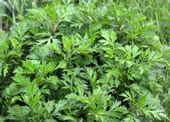 1000 Mugwort (Artemisia Vulgaris) Seeds