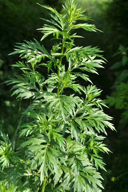 1000 Mugwort (Artemisia Vulgaris) Seeds