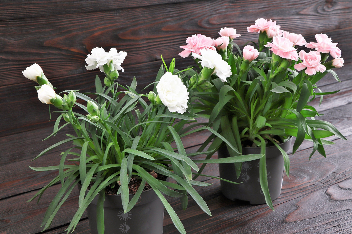 50 White Carnation (Dianthus Caryophyllus) Seeds