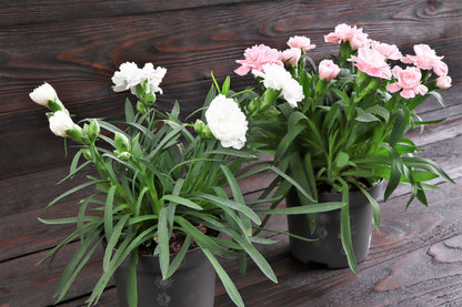 50 White Carnation (Dianthus Caryophyllus) Seeds