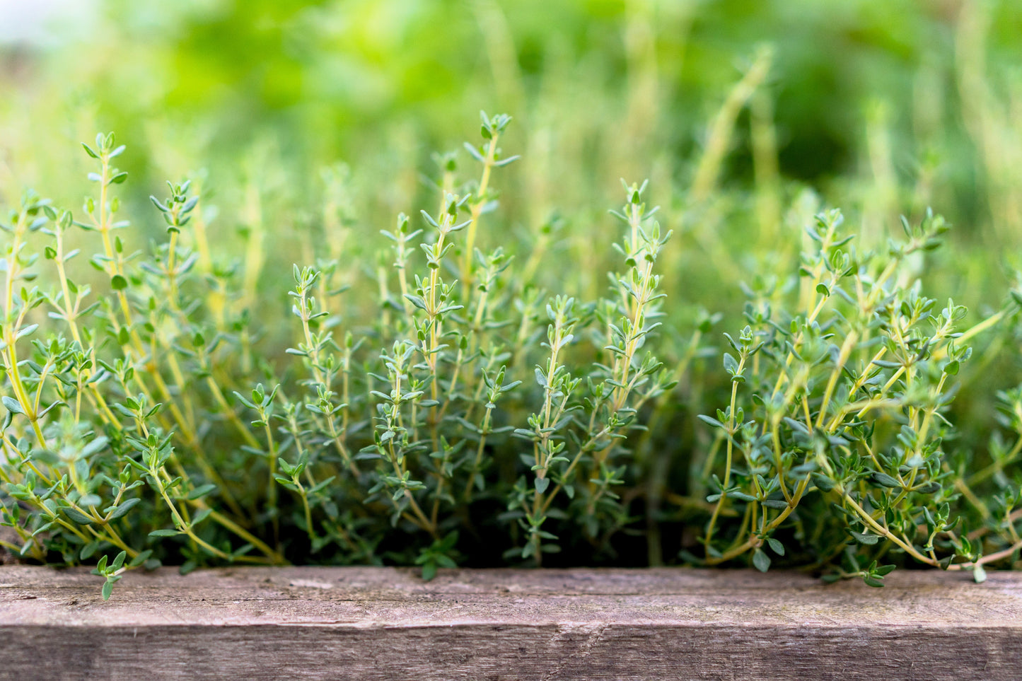 30 Orange Thyme Orangelo (Thymus Vulgaris Fragrantissimus) Seeds