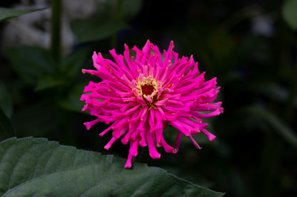 300 Cactus Flowered Zinnia Mix (Zinnia Elegans) Seeds