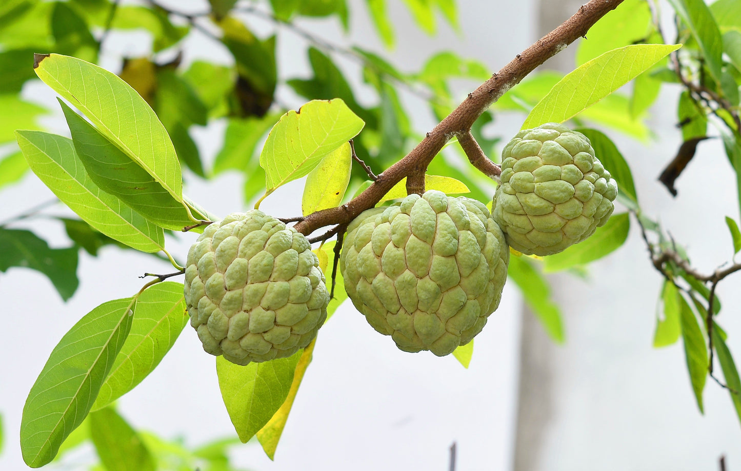 15 Sweetsop/ Custard Apple (Annona Squamosa) Seeds
