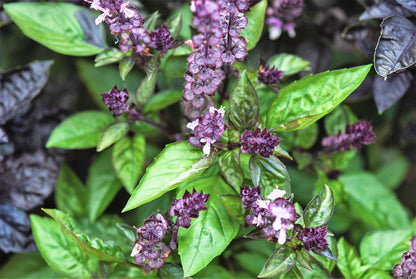1000 Cinnamon Basil (Ocimum Basilicum) Seeds