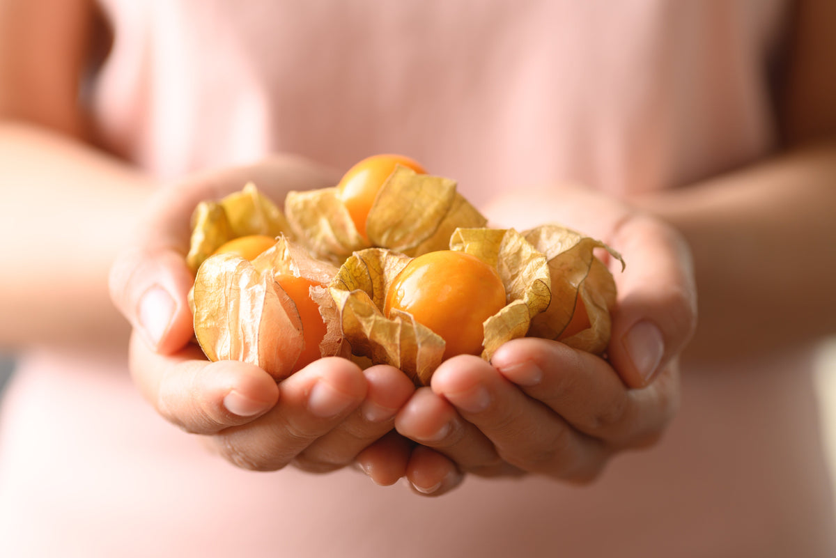 Pineapple Ground Cherry (Physalis pruinosa) Seeds – 50 ct