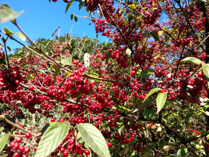 Red Chokeberry (Aronia arbutifolia) Seeds – 50 ct