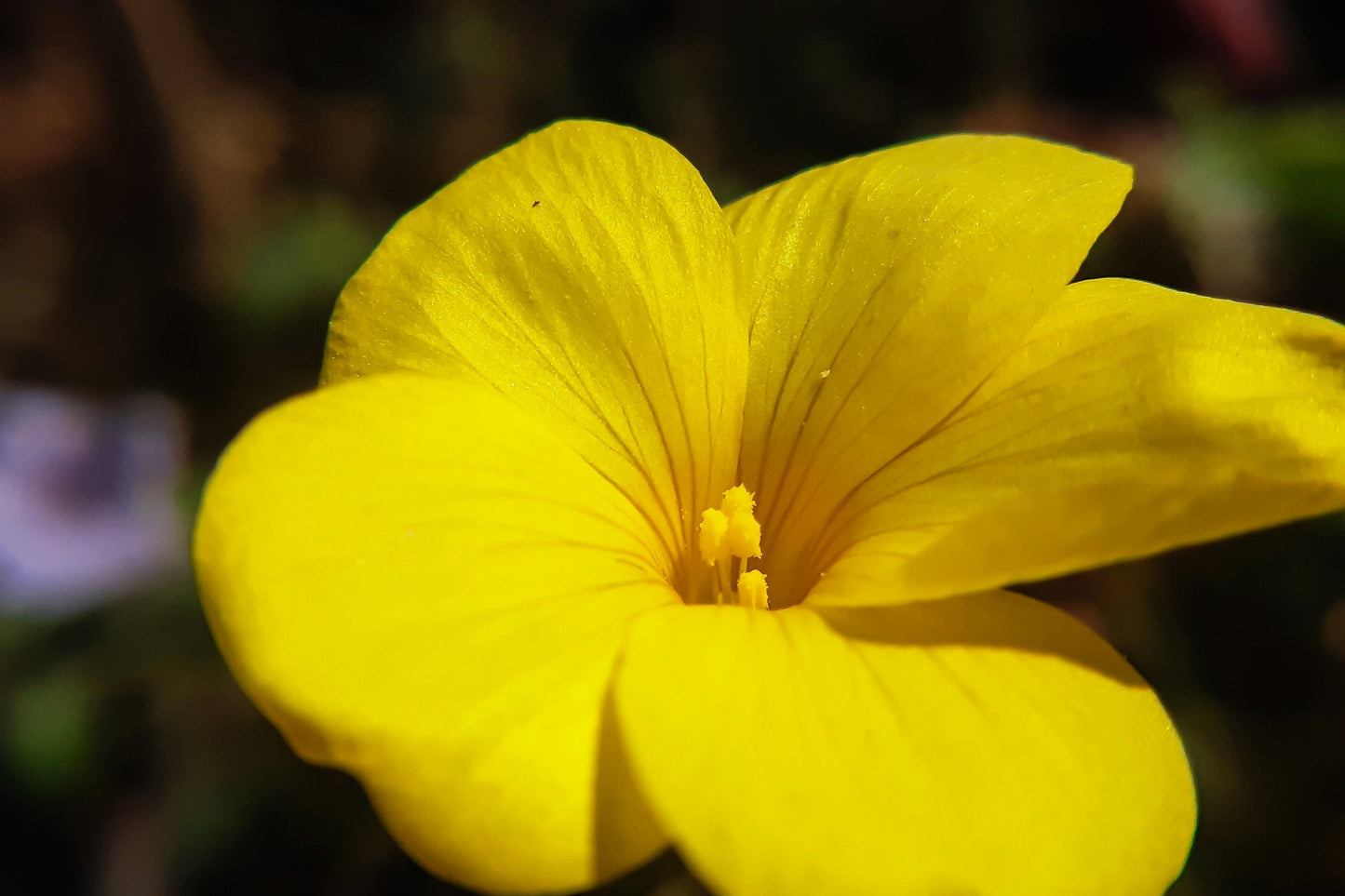 500  Golden Flax/Linseed (Linum Flavum) Seeds