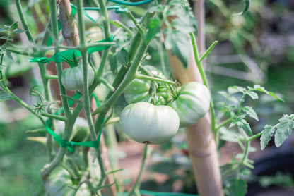 50 White Wonder Beefsteak Tomato (Lycopersicon) Seeds