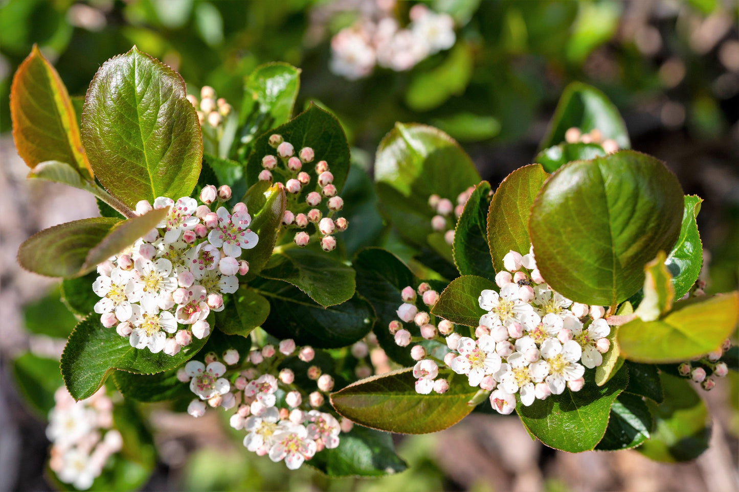 50 Black Chokeberry (Aronia Melanocarpa) Seeds
