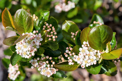 50 Black Chokeberry (Aronia Melanocarpa) Seeds