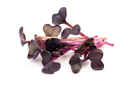 300 Purple Plum Radish (Raphanus Sativus) Seeds