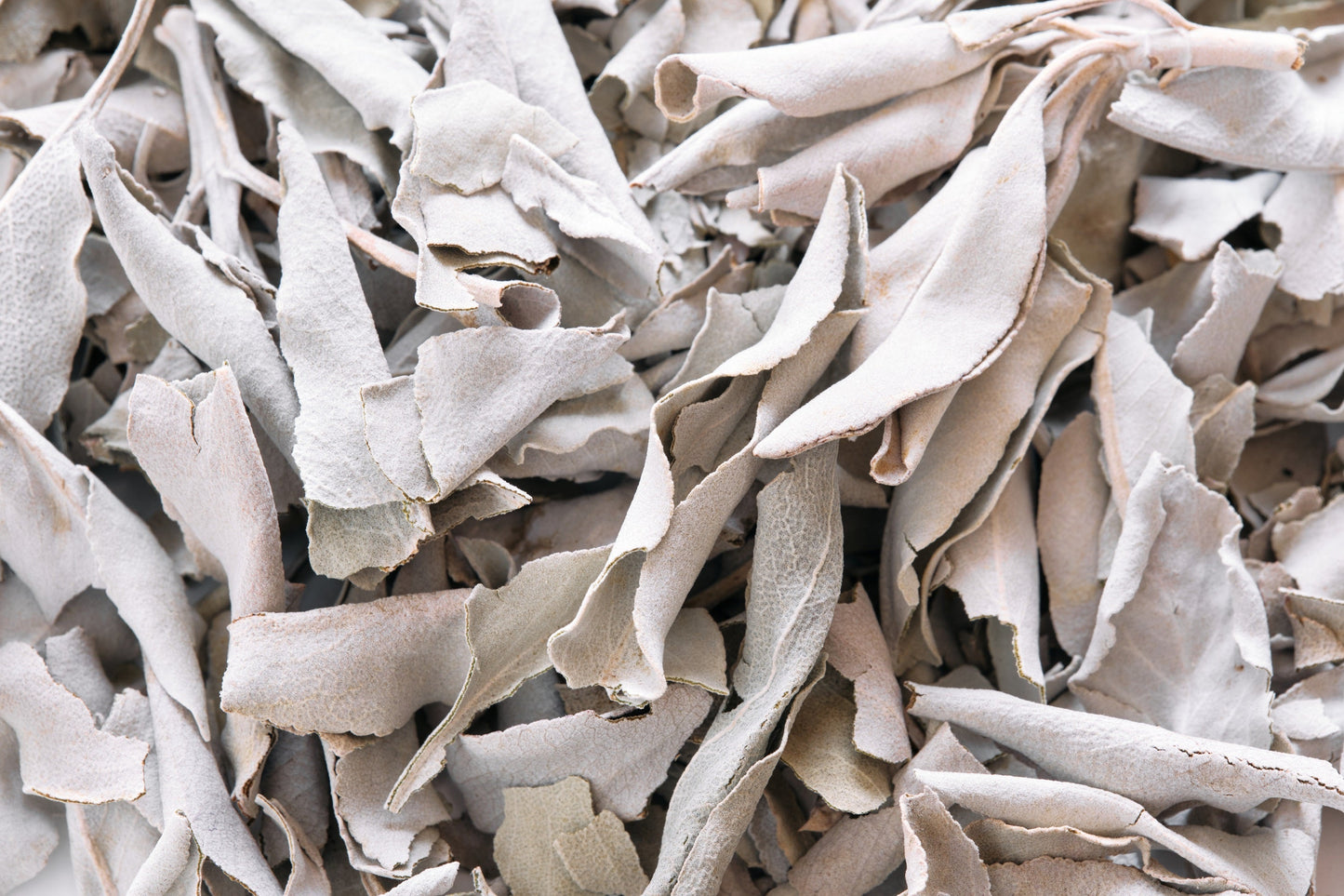 75 White Sage (Salvia Apiana) Seeds