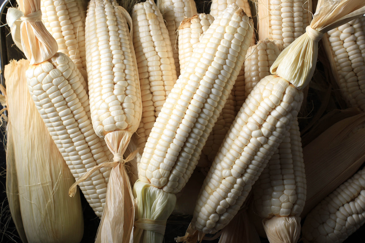Country Gentleman White Sweet Corn (Zea mays) Seeds – 100 ct