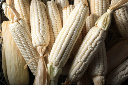 Country Gentleman White Sweet Corn (Zea mays) Seeds – 100 ct