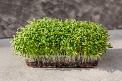 100 Fiesta Green Cilantro / Coriander (Coriandrum Sativum) Seeds