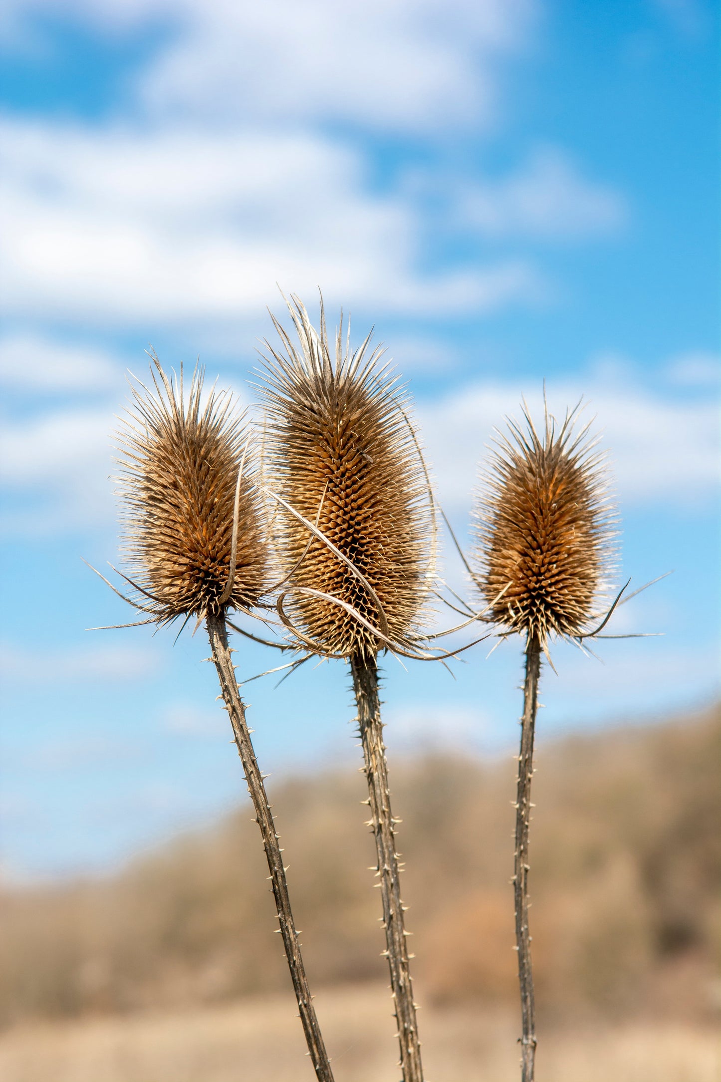 75 Fullers Teasel (Dipsacus Sativus) Seeds