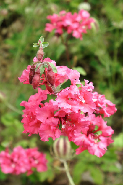 500 Elegant Clarkia (Clarkia Elegans) Seeds