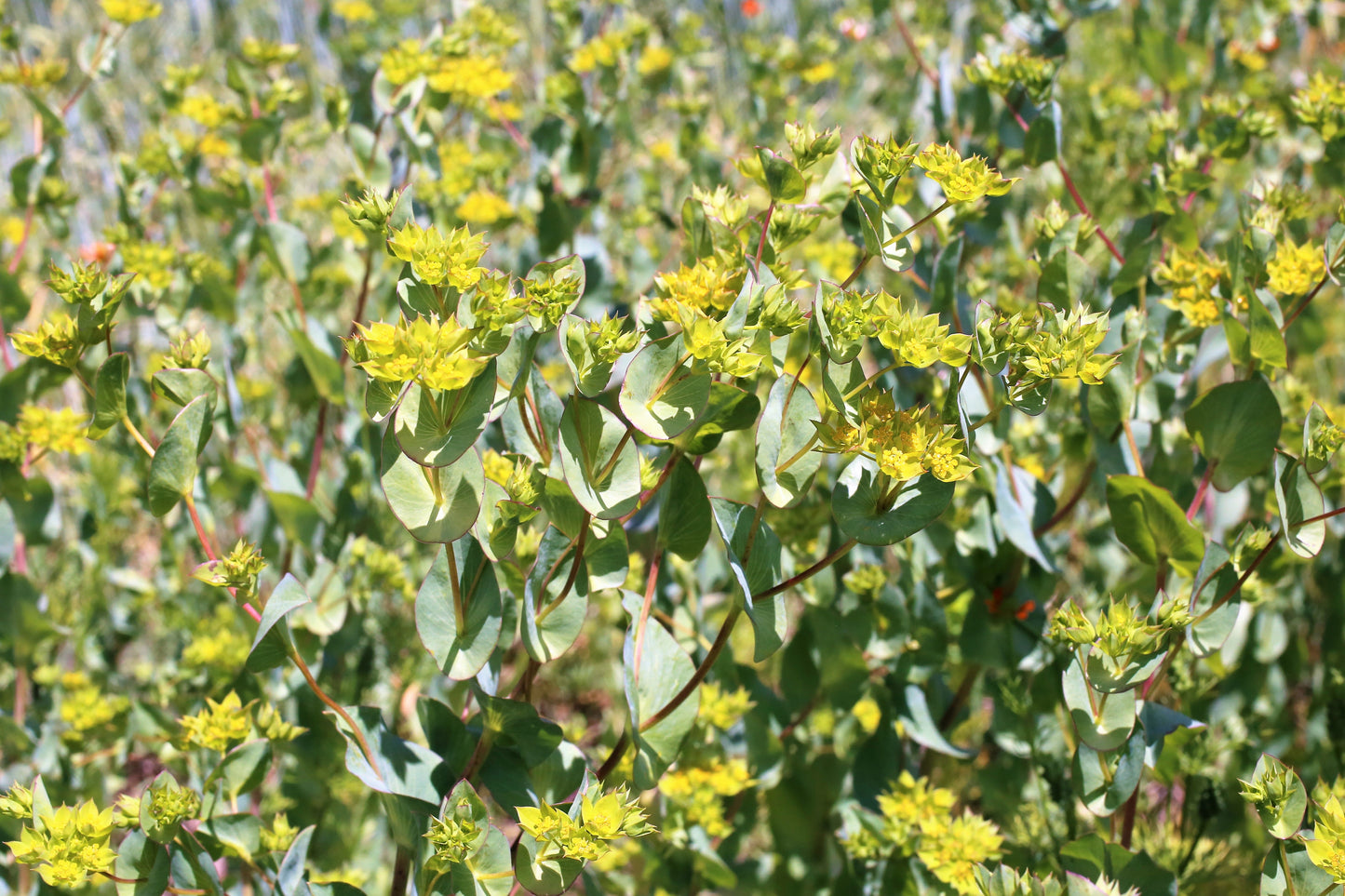 100 Green Gold Bupleurum (Griffithii Rotundifolium) Seeds
