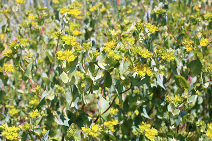 100 Green Gold Bupleurum (Griffithii Rotundifolium) Seeds