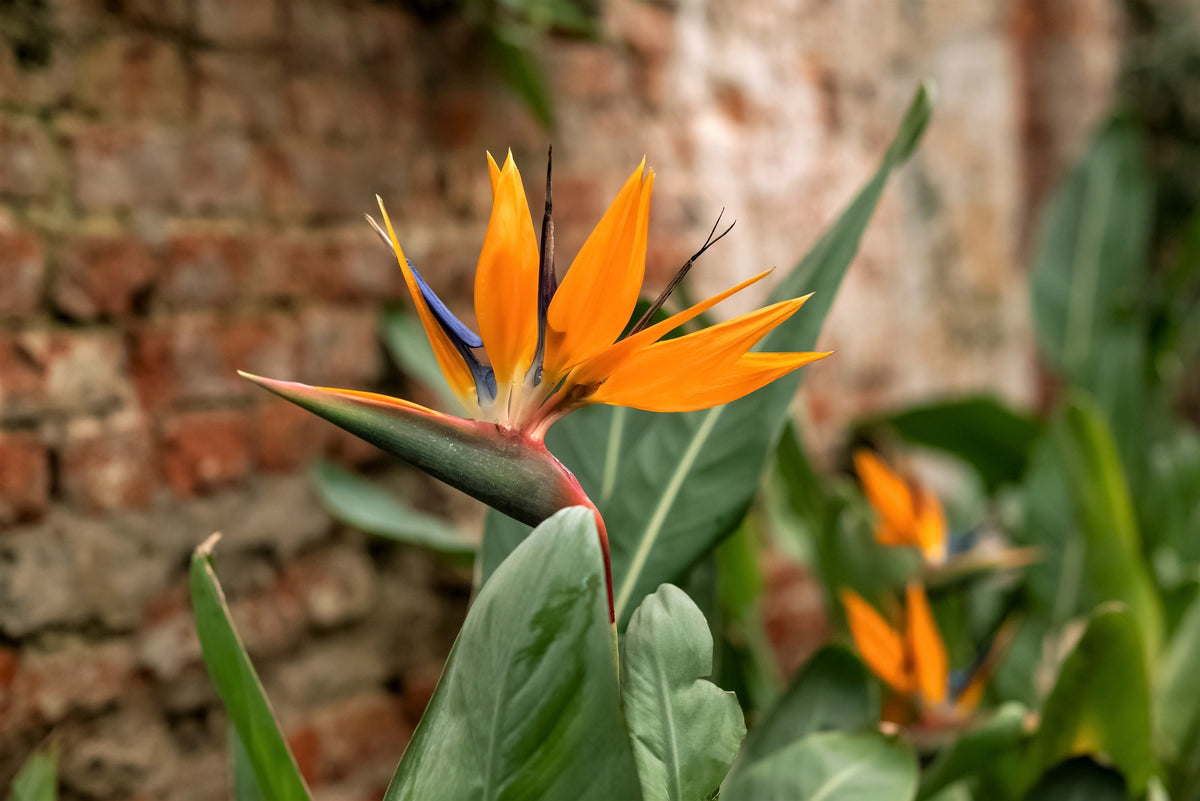 Bird of Paradise (Strelitzia reginae) Seeds – 5 ct