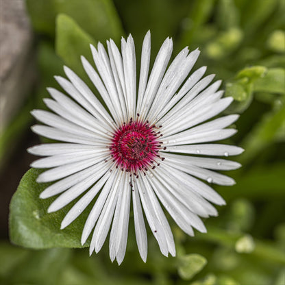 100 Gelato White Ice Plant (Mesembryanthemum Livingstone Daisy) Seeds