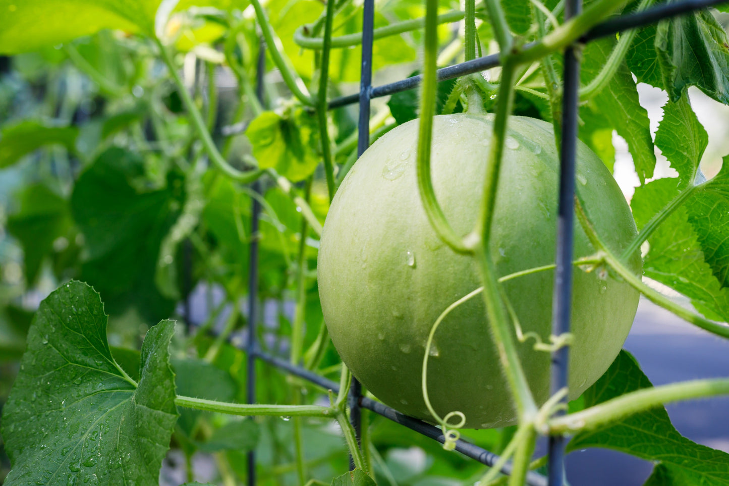150 Honey Dew 'Green Flesh' (Cucumis Melo Inodorus) Seeds