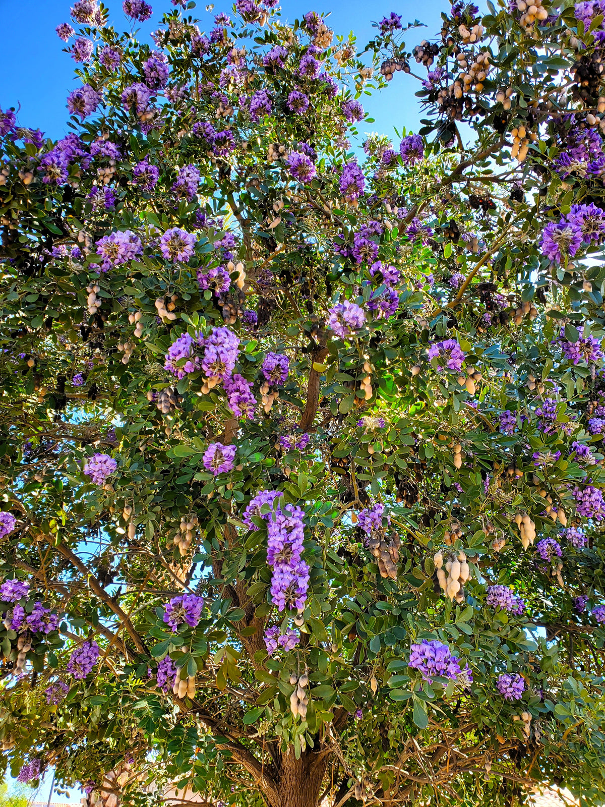 10 TEXAS Mountain LAUREL Sophora Secundiflora Mescal Tree Purple Flower Seeds