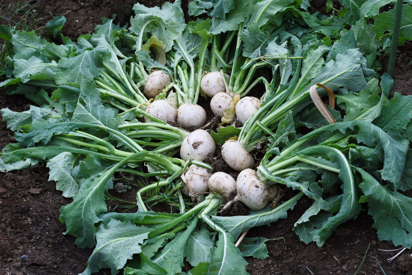 300 White Egg Turnip (Brassica Rapa) Seeds