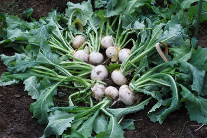 300 White Egg Turnip (Brassica Rapa) Seeds