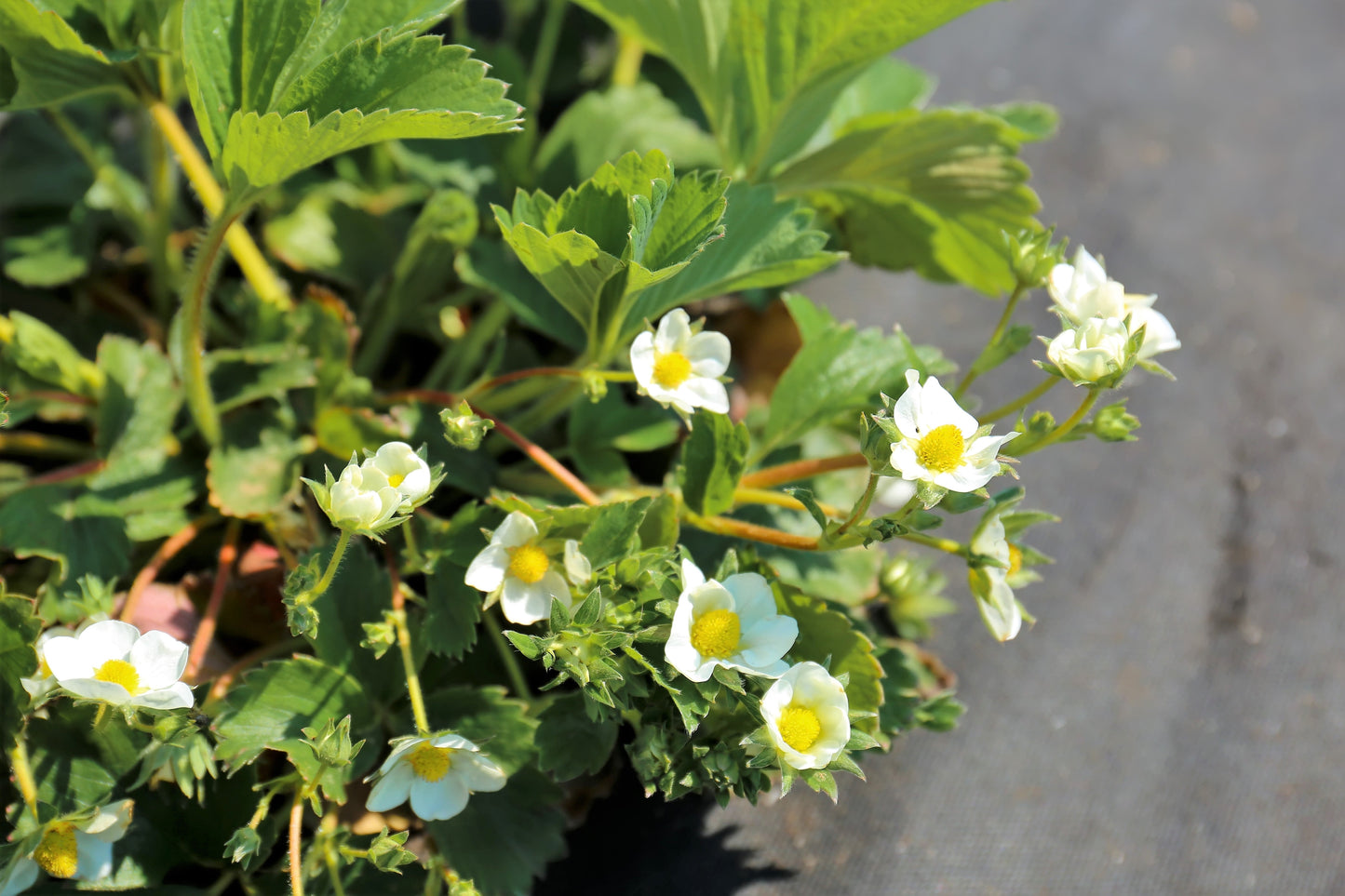100 Yellow Wonder Strawberry (Fragaria Vesca) Seeds