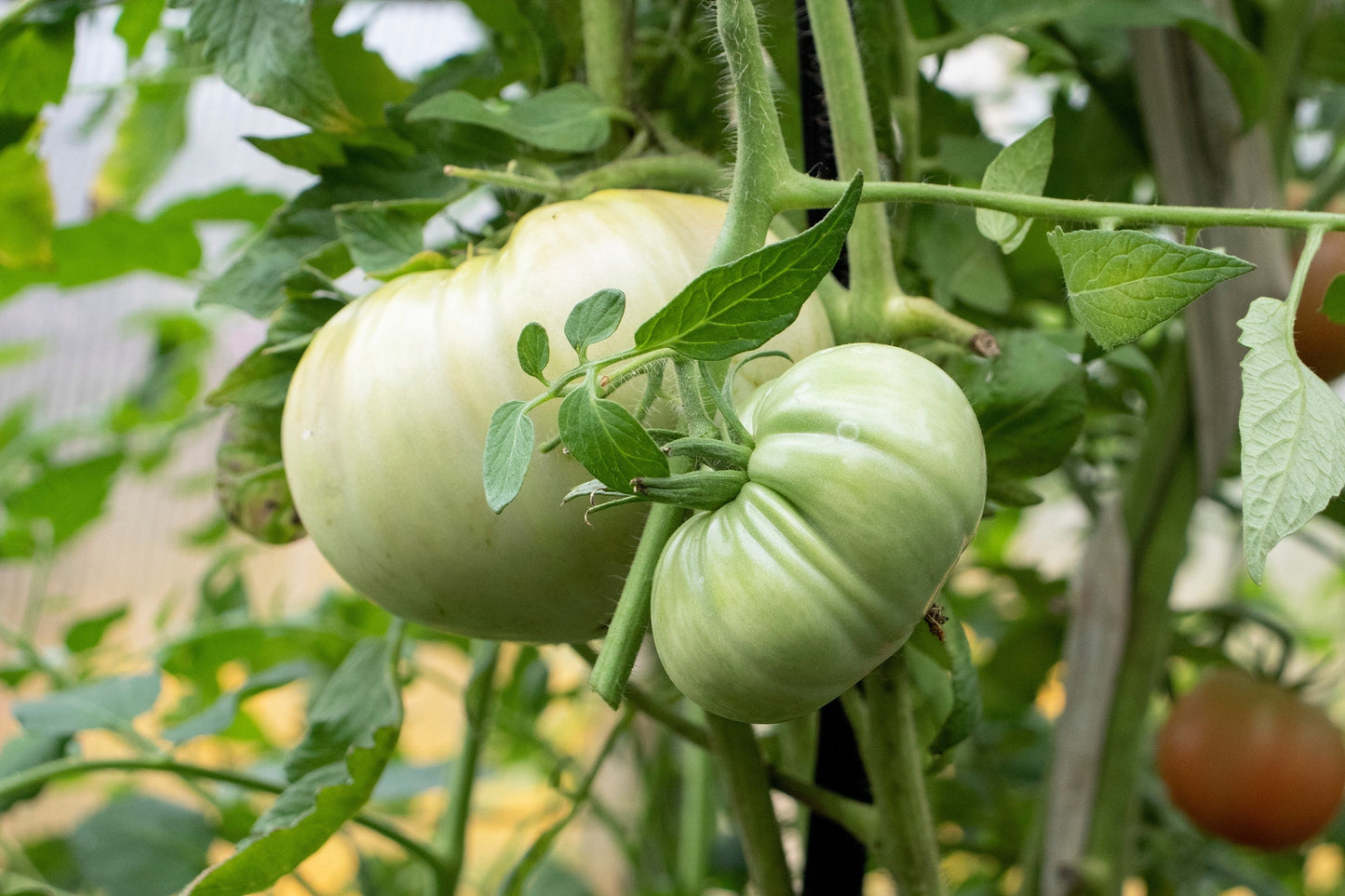 50 White Wonder Beefsteak Tomato (Lycopersicon) Seeds