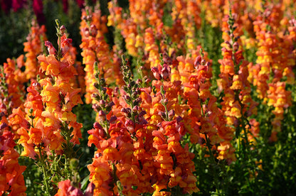250 Orange Wonder Snapdragon (Antirrhinum Majus) Seeds