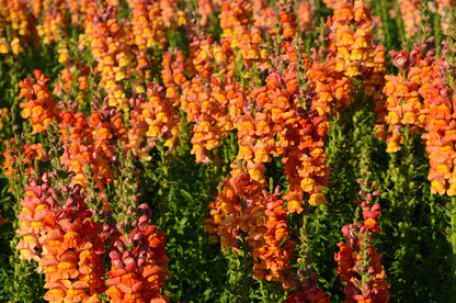 250 Orange Wonder Snapdragon (Antirrhinum Majus) Seeds