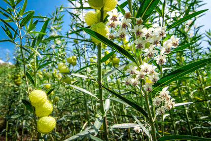 10 Balloon Milkweed (Asclepias Gomphocarpus Physocarpus) Seeds