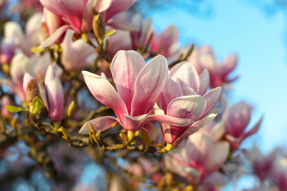 5 Saucer Magnolia/Tulip Tree (Soulangeana Denudata & Liliiflora)  Seeds