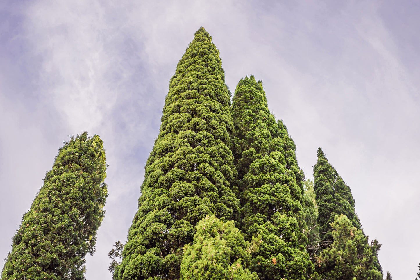 20 Mediterranean Cypress (Cupressus Sempervirens Stricta) Seeds