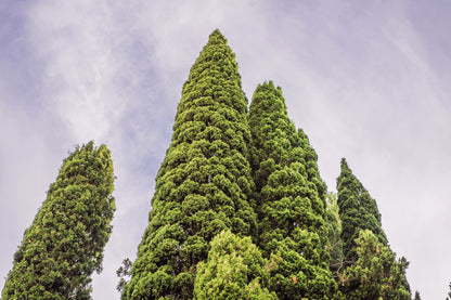 20 Mediterranean Cypress (Cupressus Sempervirens Stricta) Seeds