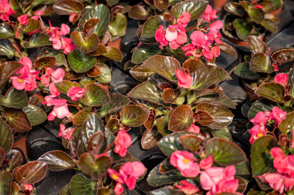 Mixed Wax Begonia (Begonia semperflorens) Seeds – 25 ct