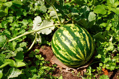 50 Yellow Crimson Watermelon (Citrullus Lanatus) Seeds