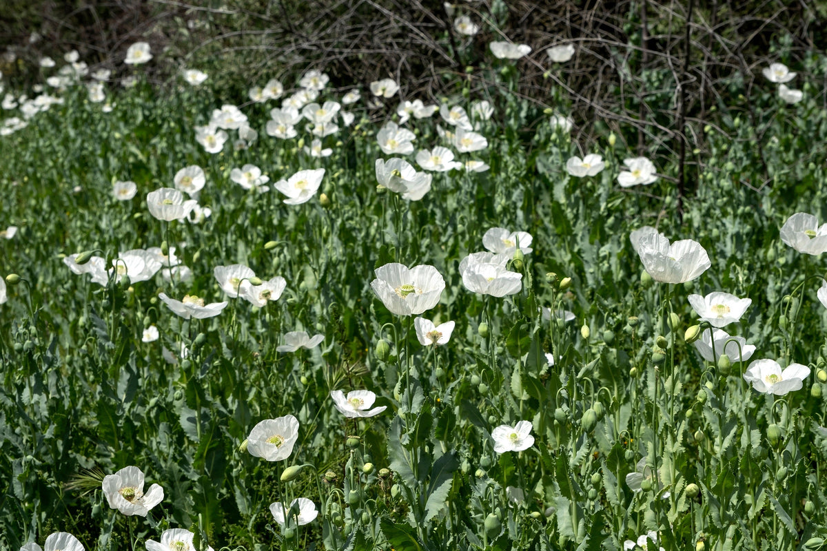 Persian White Poppy (Papaver somniferum) Seeds – 250 ct