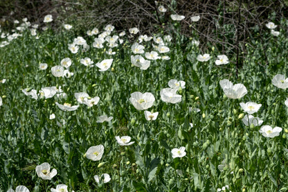 Persian White Poppy (Papaver somniferum) Seeds – 250 ct