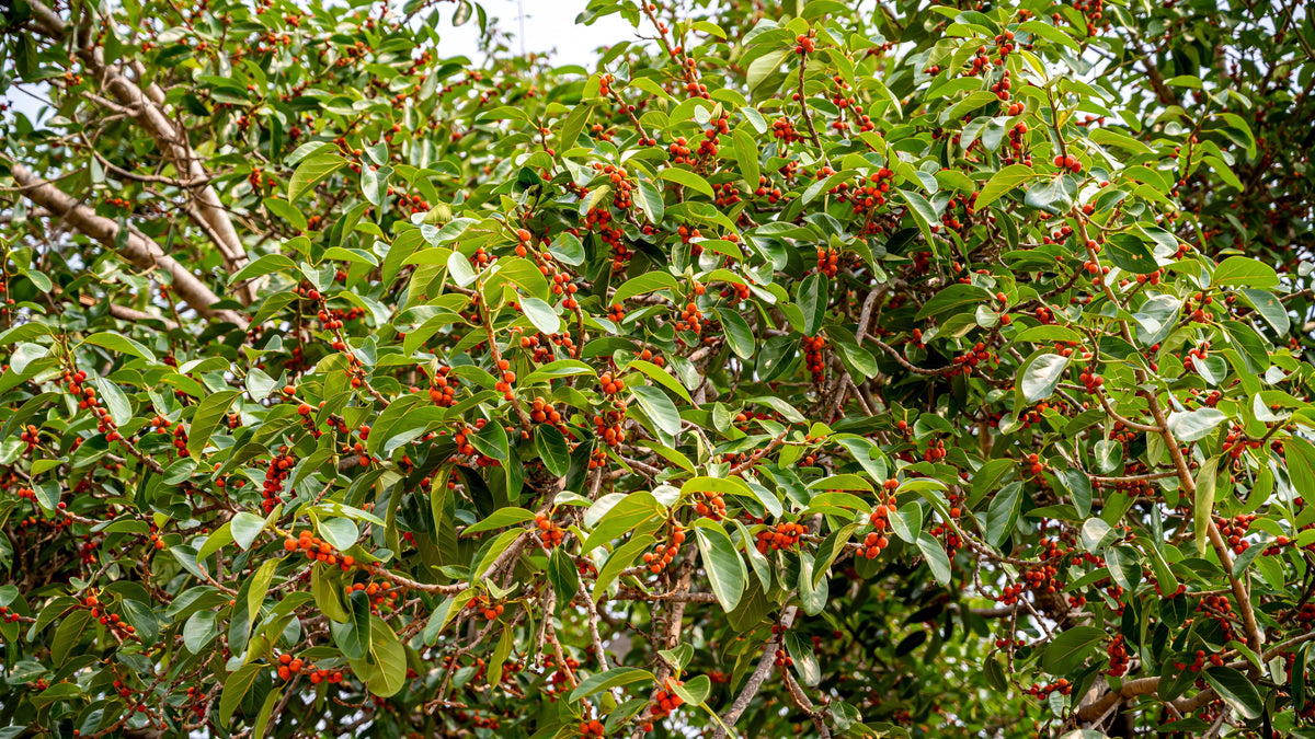 Banyan Fig (Ficus benghalensis) Seeds – 50 ct