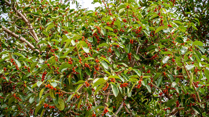 Banyan Fig (Ficus benghalensis) Seeds – 50 ct