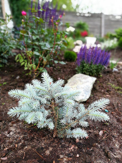 Colorado Blue Spruce (Picea pungens) Seeds – 50 ct