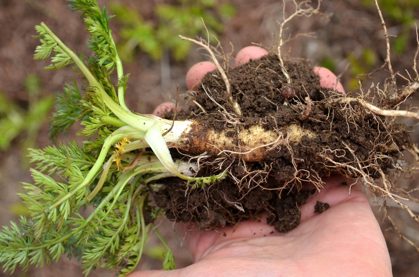 400 Caraway (Carum Carvi) Seeds