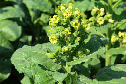 Aztec Tobacco (Nicotiana rustica) Seeds – 250 ct